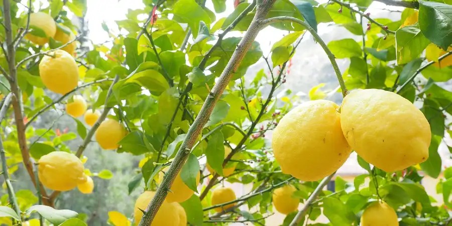 Limoni di Sorrento